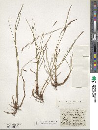 Carex ferruginea image