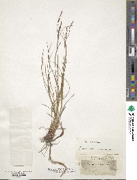 Carex ferruginea image