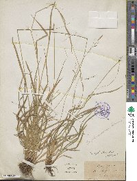 Carex silvatica image