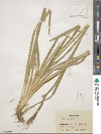 Carex silvatica image