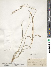 Carex silvatica image