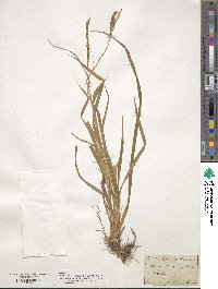 Carex silvatica image