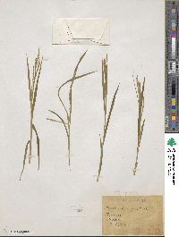 Carex silvatica image