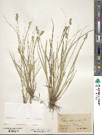 Carex stellulata image