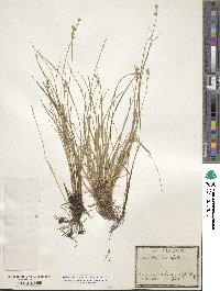 Carex stellulata image