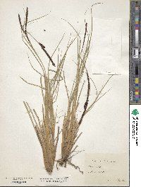 Carex stricta image