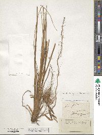 Carex stricta image