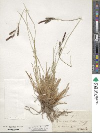 Carex stricta image