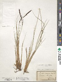 Carex stricta image