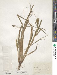 Carex strigosa image