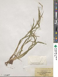 Carex strigosa image