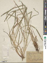 Carex strigosa image