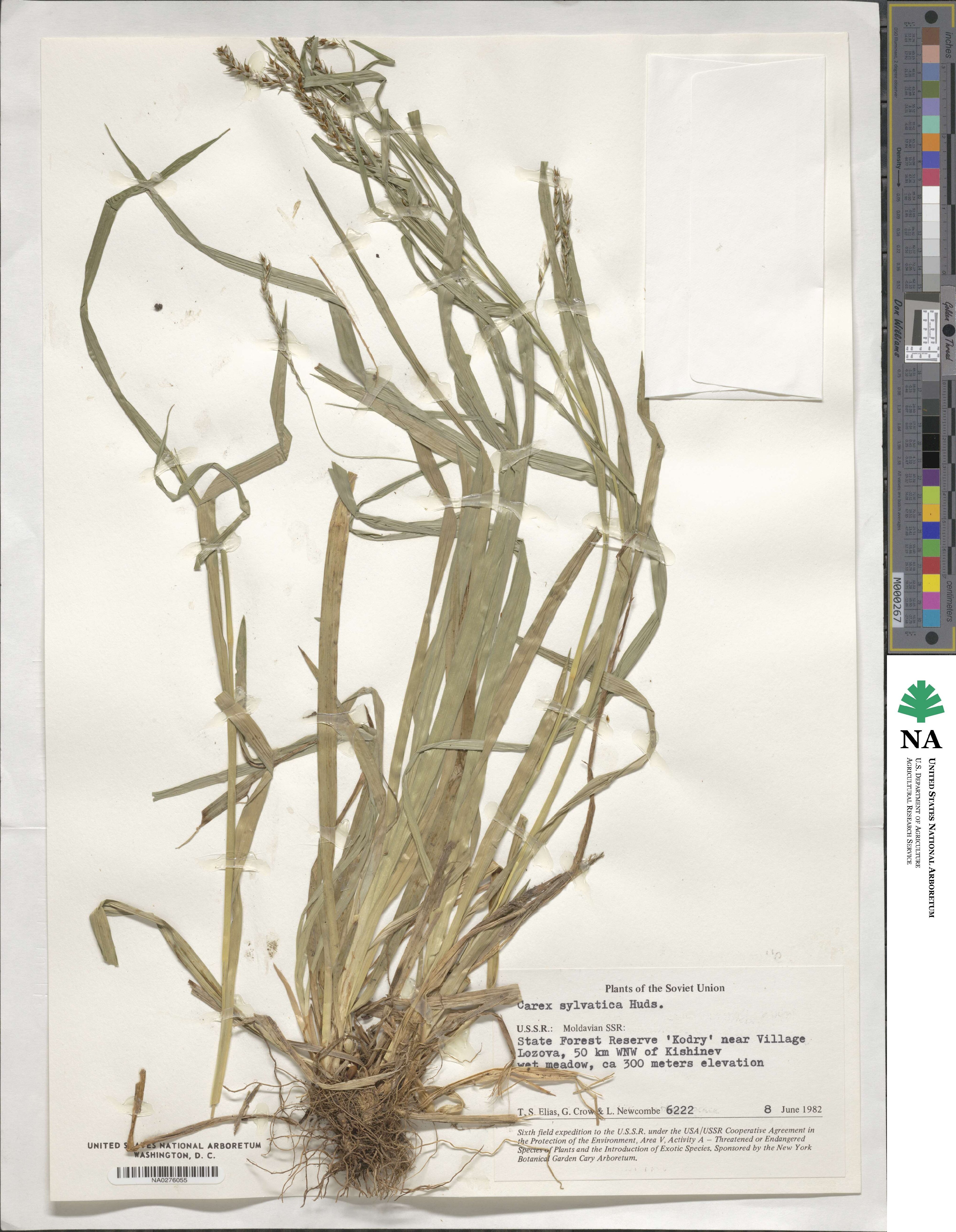 Carex sylvatica image