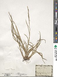 Carex sylvatica image
