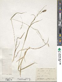 Carex sylvatica image