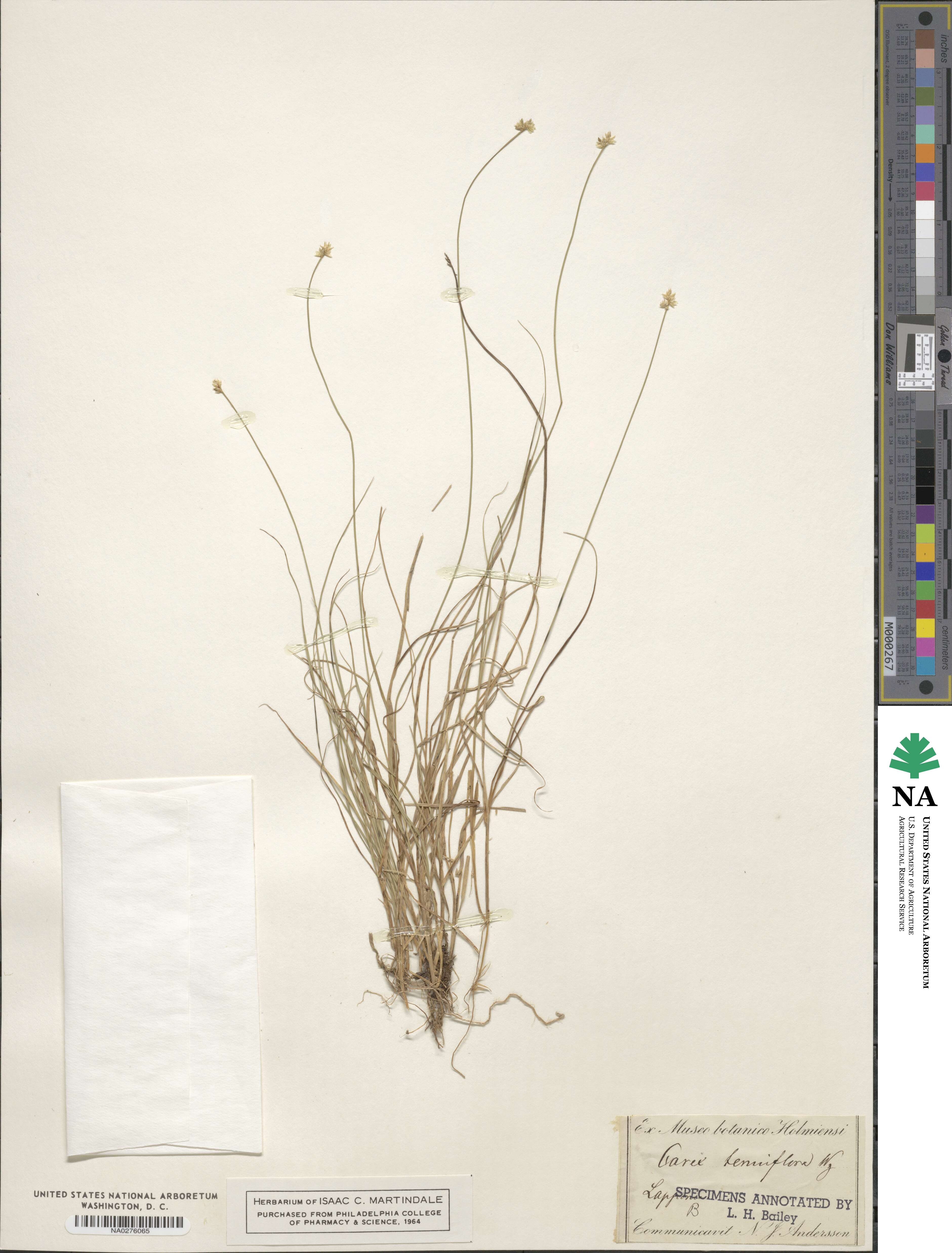 Carex tenuiflora image
