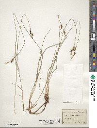 Carex tomentosa image