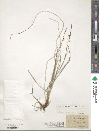 Carex tomentosa image