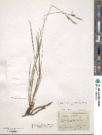 Carex tomentosa image