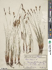 Carex tomentosa image