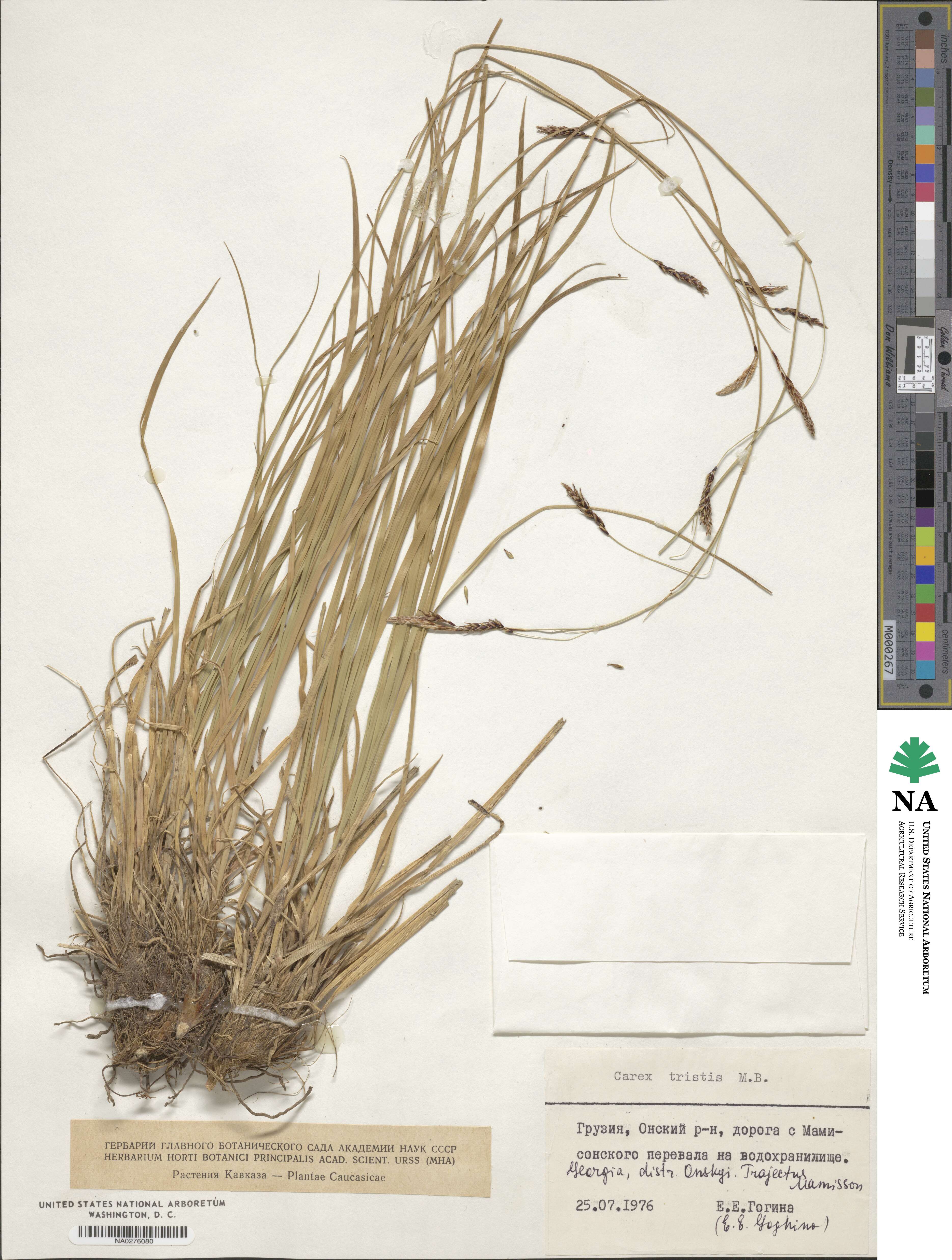 Carex tristis image