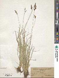 Carex umbrosa image