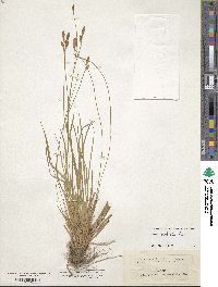 Carex umbrosa image