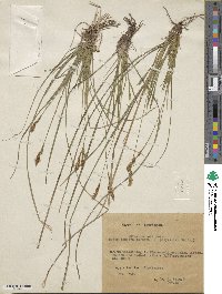 Carex umbrosa image