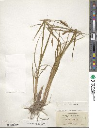 Carex vesicaria image