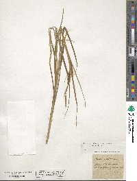 Carex vesicaria image