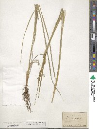 Carex vesicaria image