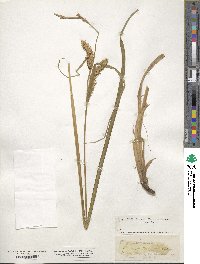 Carex vesicaria image