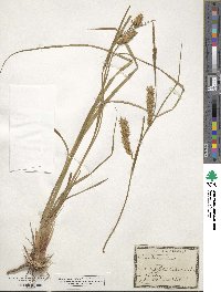 Carex vesicaria image