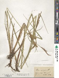 Carex vesicaria image