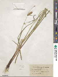 Carex vesicaria image