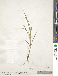 Carex virens image