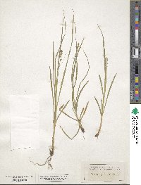 Carex virens image