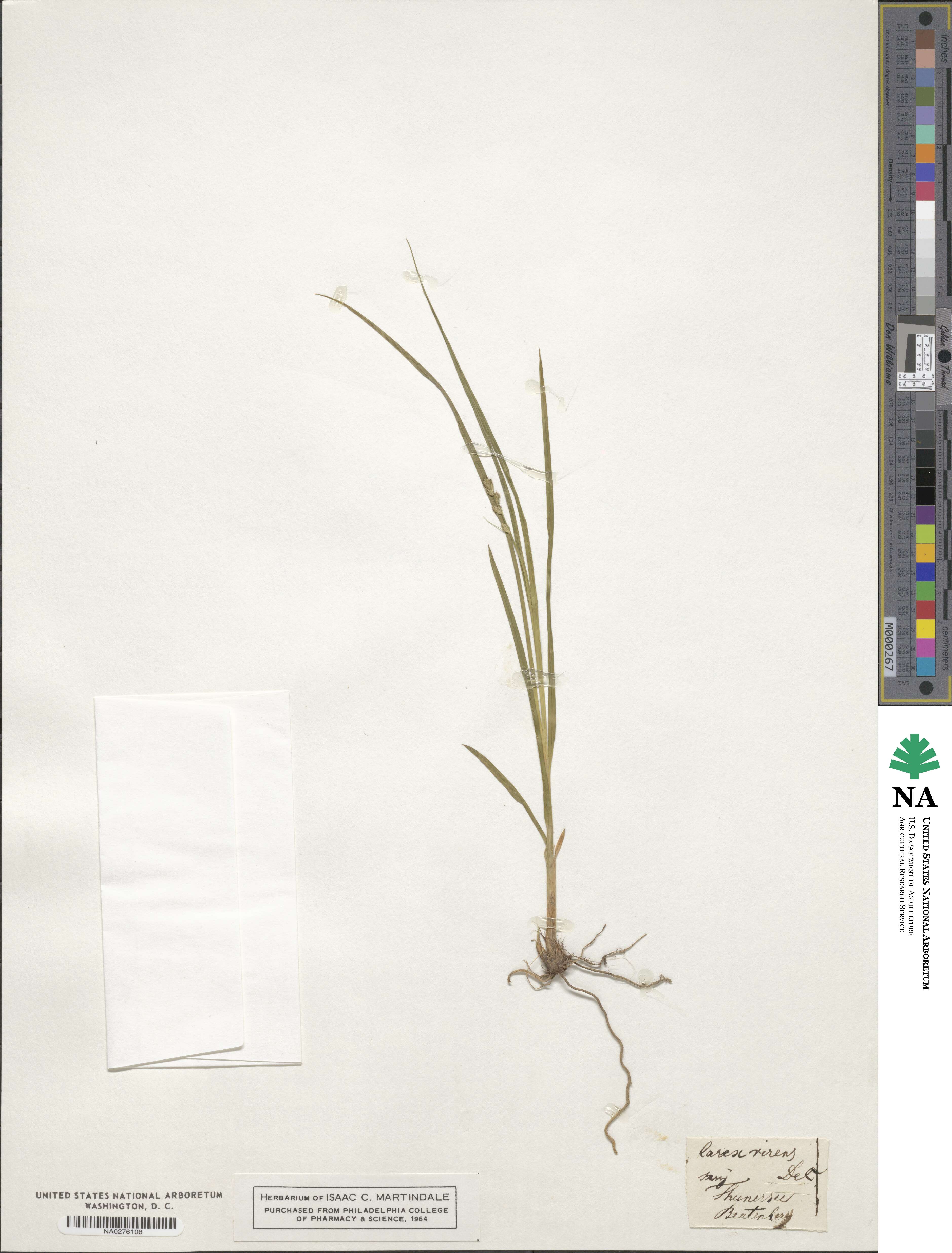 Carex virens image