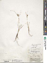 Carex viridula image