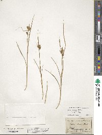 Carex viridula image