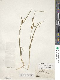 Carex lepidocarpa image