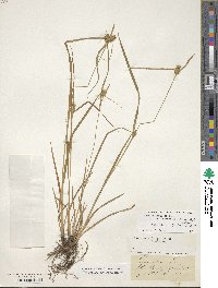 Carex lepidocarpa image