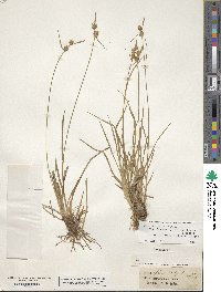 Carex lepidocarpa image