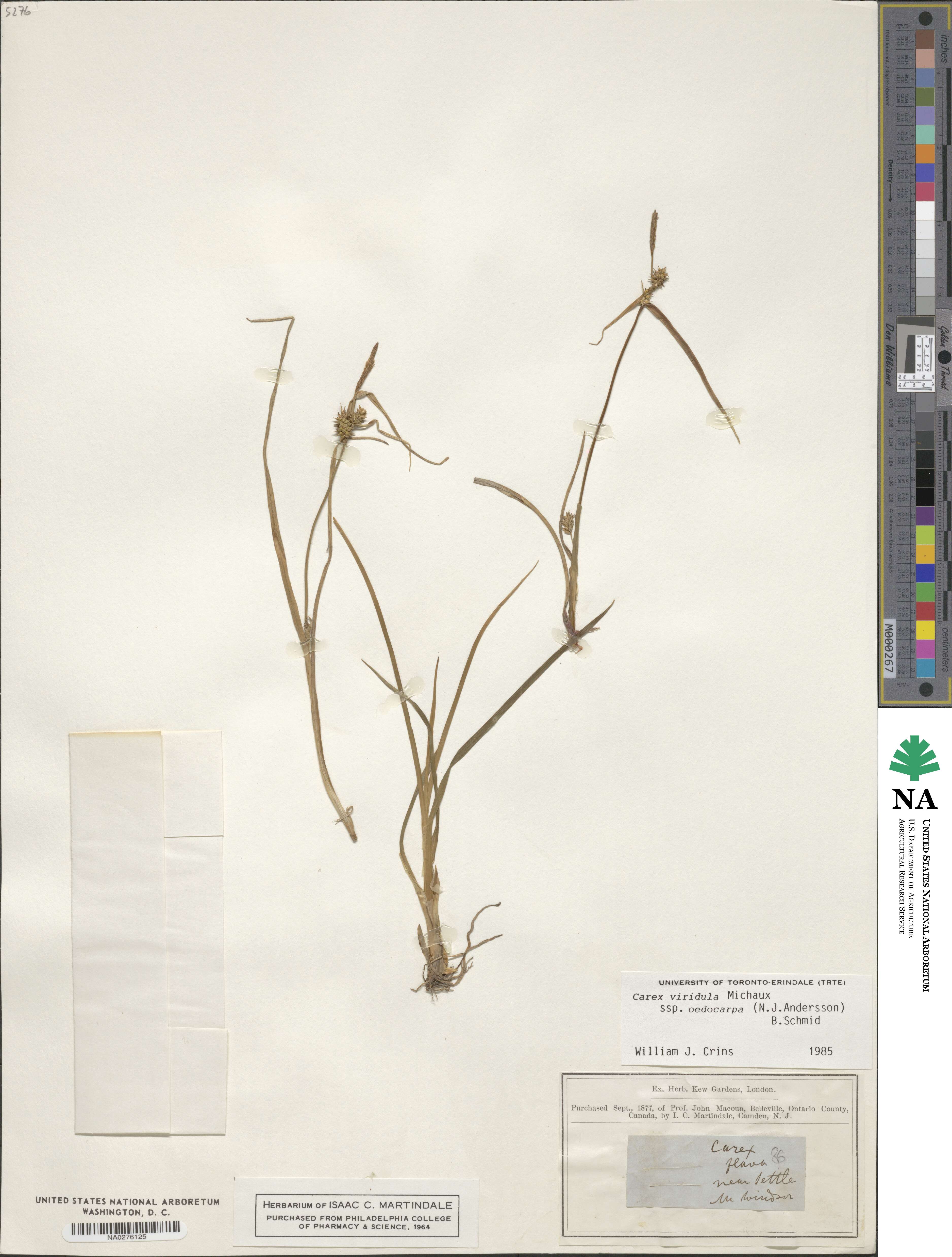 Carex demissa subsp. demissa image