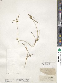 Carex demissa subsp. demissa image