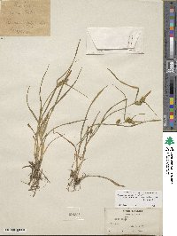 Carex demissa subsp. demissa image