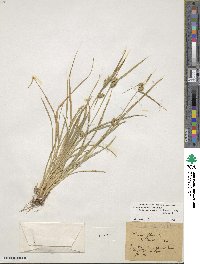 Carex demissa subsp. demissa image