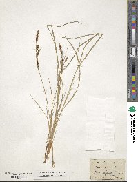 Carex nigra image