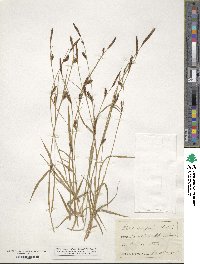 Carex nigra image