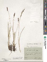 Carex nigra image